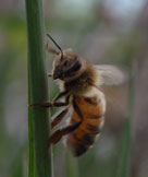 Bee-Guardian