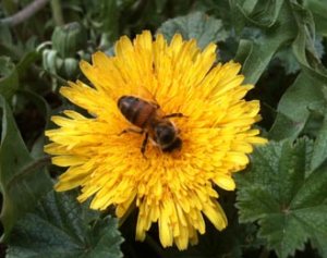 Bee-on-Dandelion_